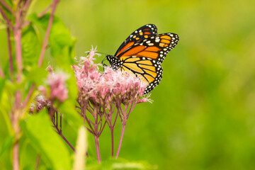 Monarch butterfly visiting a flower on Mount Sunapee, New Hampshire.