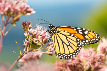Monarch butterfly visiting a flower on Mount Sunapee, New Hampshire.