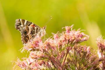 American painted lady butterfly on Mount Sunapee in New Hampshire.