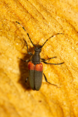 Red shouldered pine borer beetle in Newbury, New Hampshire.