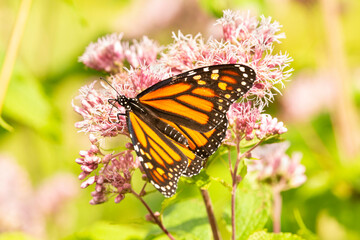 Monarch butterfly visiting a flower on Mount Sunapee, New Hampshire.