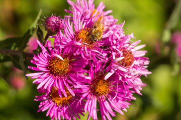 Obraz premium Honeybee foraging on pink aster flowers in Newbury, New Hampshire.