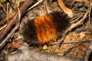Wooly bear caterpillar at The Fells in Newbury, New Hampshire.
