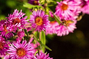 Obraz premium Honeybee flying to pink aster flowers in Newbury, New Hampshire.