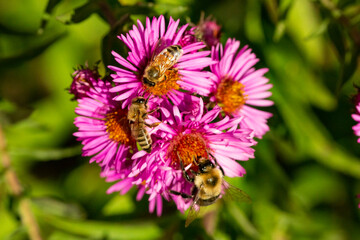 Bees on pink aster flowers in Newbury, New Hampshire.