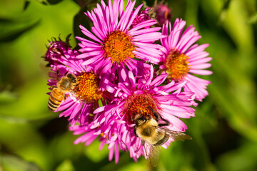 Bees on pink aster flowers in Newbury, New Hampshire.