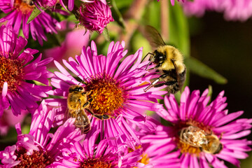 Bees on pink aster flowers in Newbury, New Hampshire.