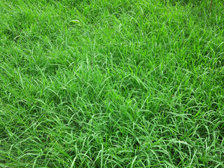 tall green grass cover on the ground