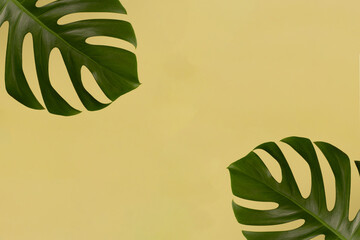 Fototapeta na wymiar Leaf monsters from the tropical jungle on a yellow background. Space for text.