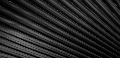 abstract lines pattern of palm leaf texture, black and white style