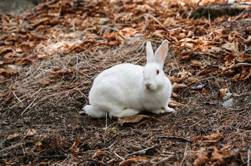 Cute little rabbit in the park in the meadow on the grass Young charming hare, playing in the garden.