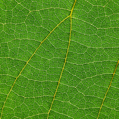 texture of green leaf with lines of vein