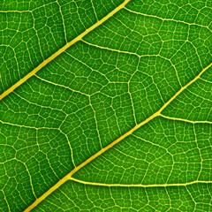 shot of green leaf texture, macro style