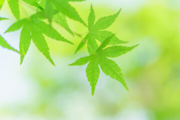 青もみじのやわらかいグリーン背景