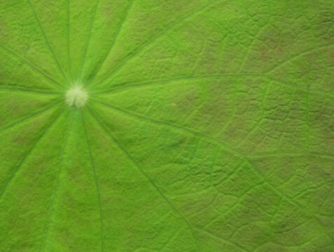 macro green lotus leaf texture