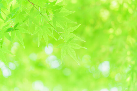 グリーン背景 Images Browse 3 Stock Photos Vectors And Video Adobe Stock