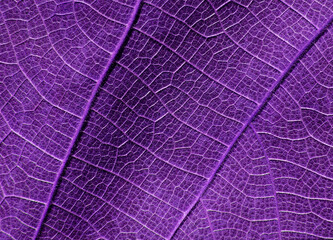 Fototapeta na wymiar texture of vein leaf purple color tone