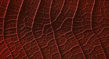 close up vein of red leaf texture, abstract background - 500359429