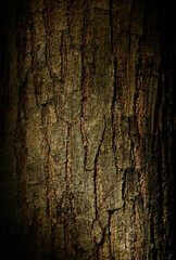 texture of bark tree with sunlight