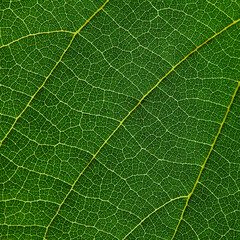 macro shot vein of green leaf texture - 500359491
