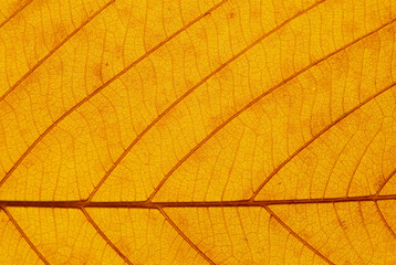 Naklejka na ściany i meble close up yellow leaf texture
