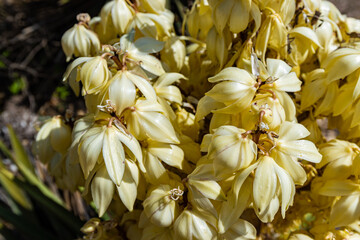 Obraz premium Blooming Yucca Cactus and The Mission San José, San Antonio Missions National Historical Park, San Antonio, Texas, USA