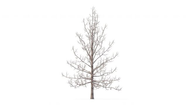 Growing trees on a white background 3D animation growth grow from small to large, NorwayMaple trees animate in the wind on white background with alpha matt 3D virtual.3d rendering with id pass