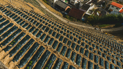 愛媛県宇和島市　遊子水荷浦の段畑