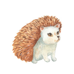 Illustration of watercolor cute hedgehog. Hand drawn character forest animal isolated on white background. Woodland illustration