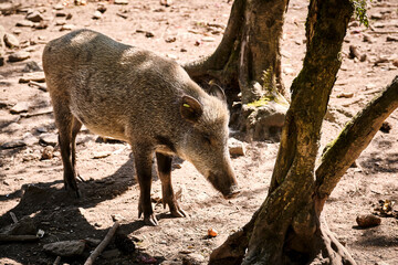 Wildschweine ( Sus scrofa ).