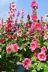 Obraz na płótnie Canvas Hollyhock flower (Alcea rosea) bush of various colors in the garden against the blue sky. 