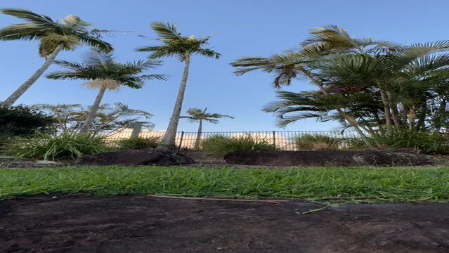 Palm tree time lapse 