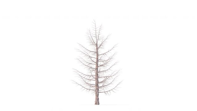 Growing trees on a white background 3D animation growth grow from small to large, AbiesProcrea trees animate in the wind on white background with alpha matt 3D virtual.3d rendering with id pass