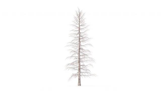 Growing trees on a white background 3D animation growth grow from small to large, AbiesGrandis trees animate in the wind on white background with alpha matt 3D virtual.3d rendering with id pass