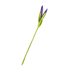 Fototapeta na wymiar Unopened purple iris buds. Watercolor illustration on isolated white background.