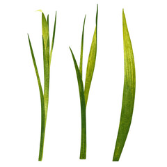 Set of green stems of iris. Hand drawn watercolor painting isolated on white background.