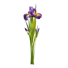 Purple summer bouquet. Beautiful irises. Hand drawn watercolor painting isolated on white background.