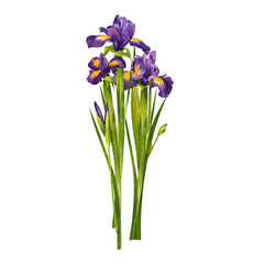 Purple summer bouquet of three beautiful irises. Hand drawn watercolor painting isolated on white background. For the design of postcards, textiles, printing, dishes.