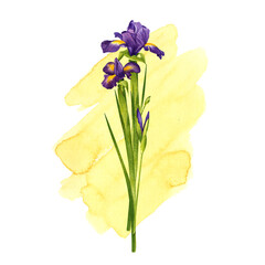 Bouquet of two irises and unopened buds. Purple flowers on a yellow background. Watercolor illustration.