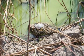 Red-eared turtle (Trachemys scripta elegans) resting on a stone in the lake.