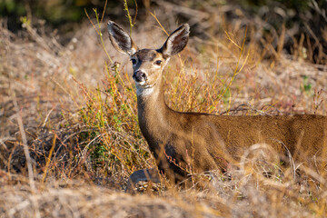 California Mule Deer (Odocoileus hemionus californicus) standing in the dry grass field. Beautiful deer in its natural habitat.