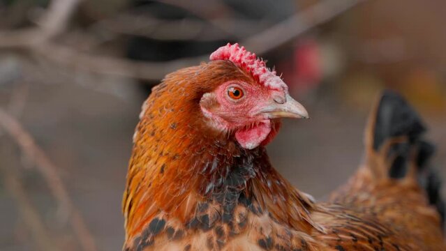 A beautiful domestic chicken of a brown color close-up looks into the frame and leaves