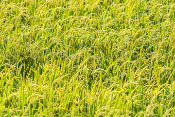 Traditional rice growing. Agriculture field. Green grass field image.