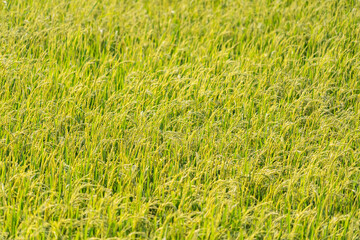 Traditional rice growing. Agriculture field. Green grass field image.