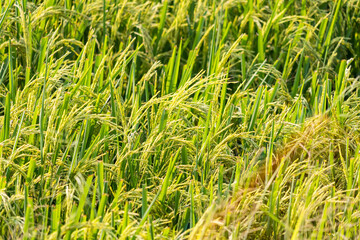 Traditional rice growing. Agriculture field. Green grass field image.