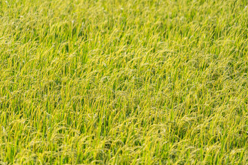 Traditional rice growing. Agriculture field. Green grass field image.