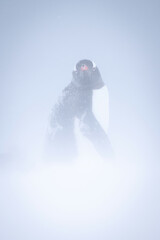 Gentoo penguin stands looking back in blizzard