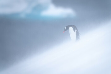Gentoo penguin stands looking down snowy hill