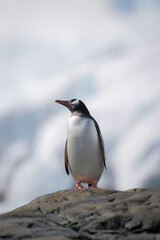 Obraz premium Gentoo penguin stands on rock lifting beak