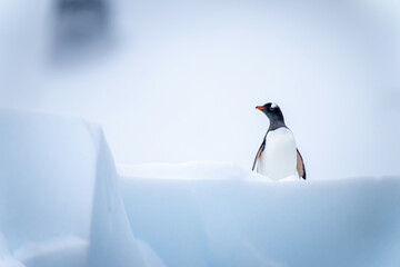 Obraz premium Gentoo penguin stands on iceberg facing camera